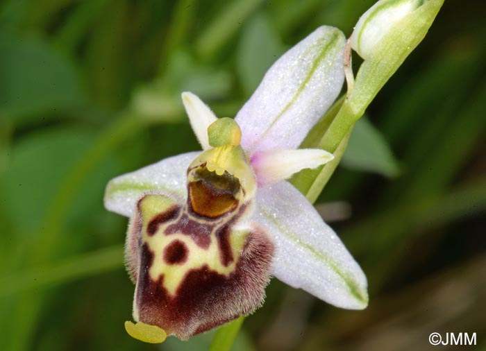 Ophrys medea