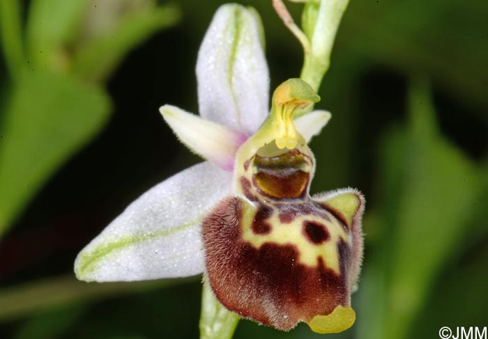 Ophrys medea