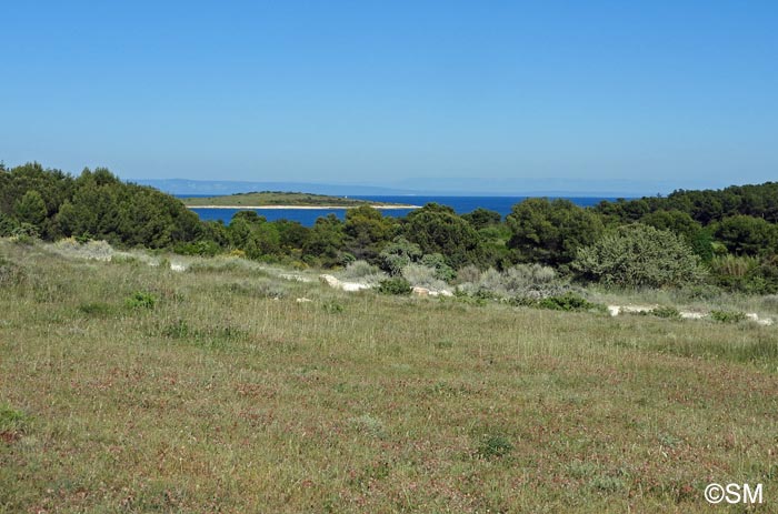 Biotope  Ophrys medea