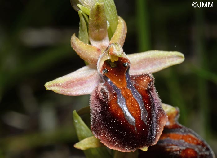 Ophrys montenegrina