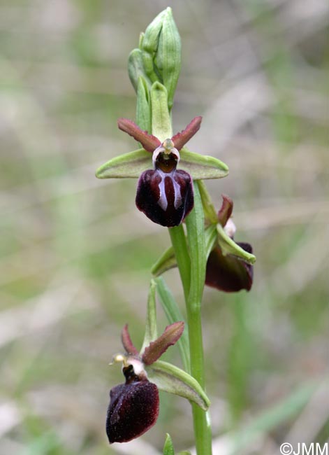 Ophrys montenegrina