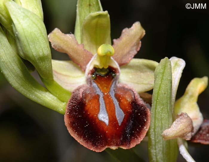 Ophrys montenegrina