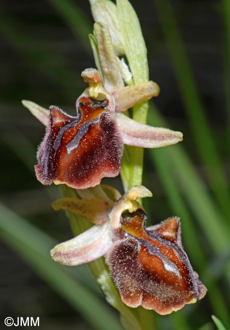 Ophrys montenegrina