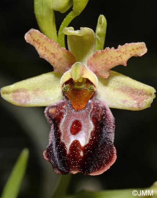 Ophrys montenegrina