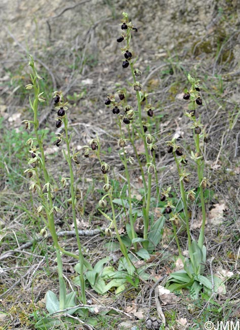 Ophrys montenegrina