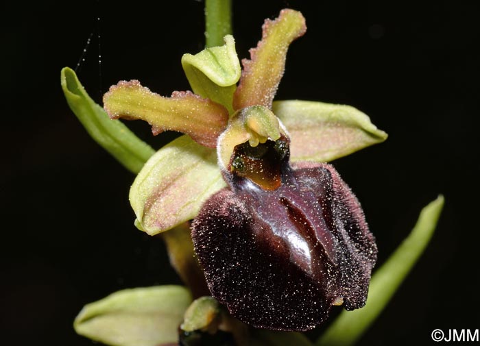 Ophrys montenegrina