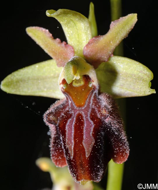 Ophrys montenegrina