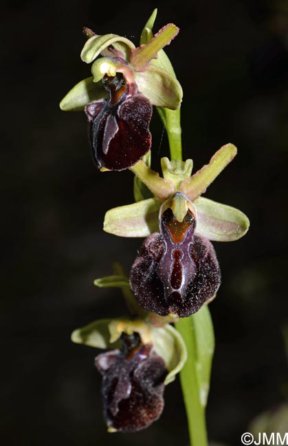 Ophrys montenegrina