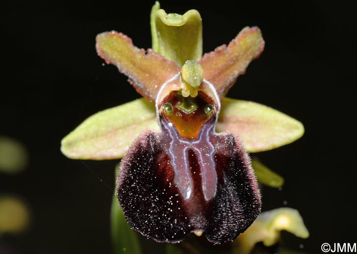 Ophrys montenegrina