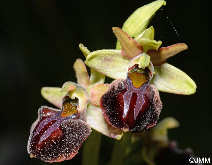 Ophrys montenegrina