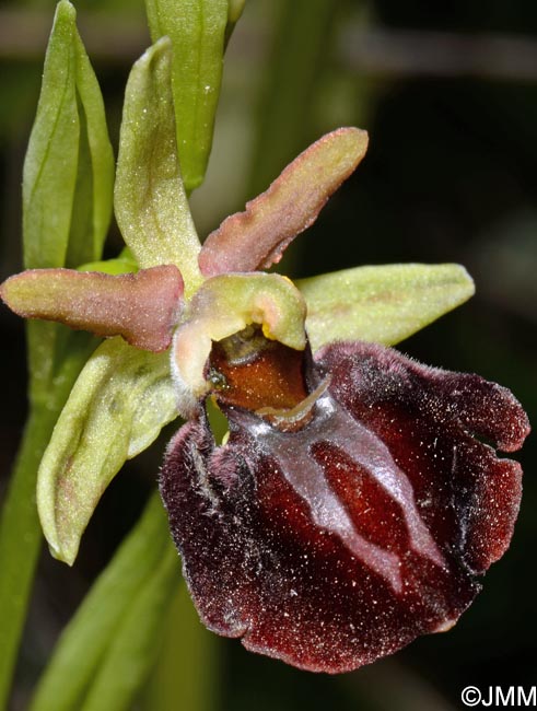 Ophrys montenegrina