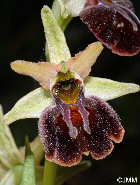 Ophrys montenegrina