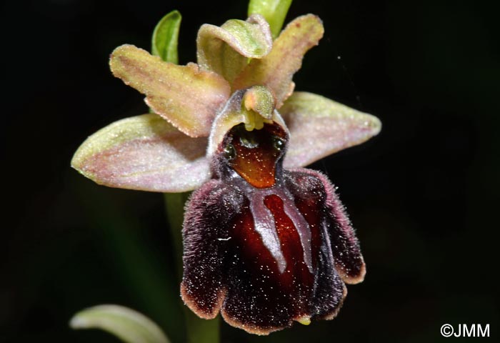 Ophrys montenegrina