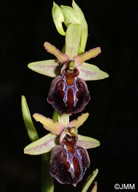 Ophrys montenegrina