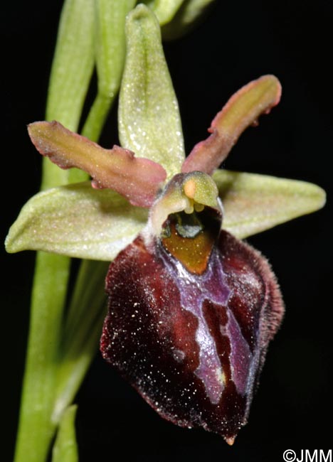 Ophrys montenegrina