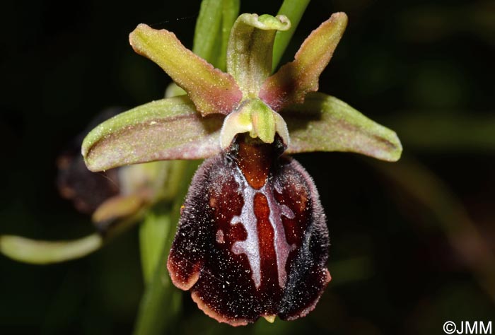 Ophrys montenegrina