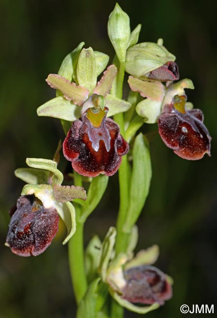 Ophrys montenegrina