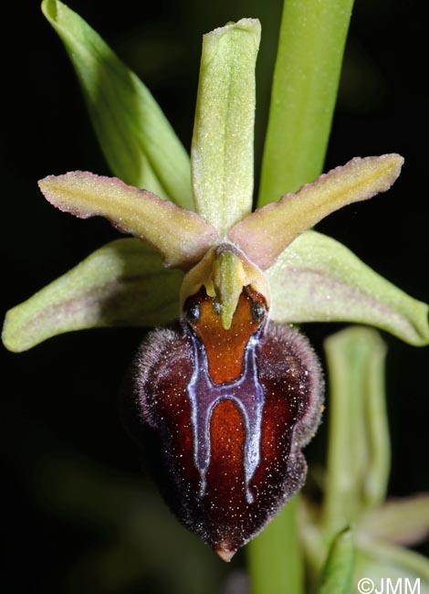 Ophrys montenegrina