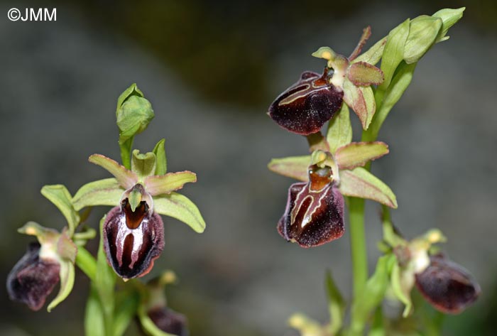 Ophrys montenegrina