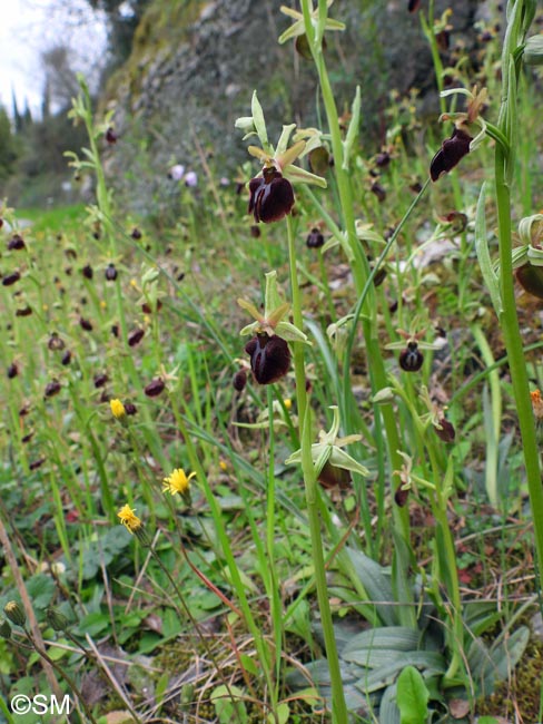 Ophrys montenegrina