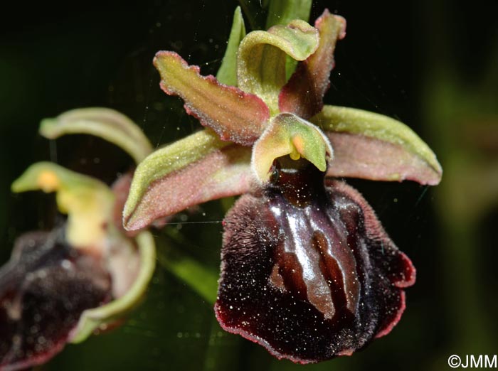 Ophrys montenegrina