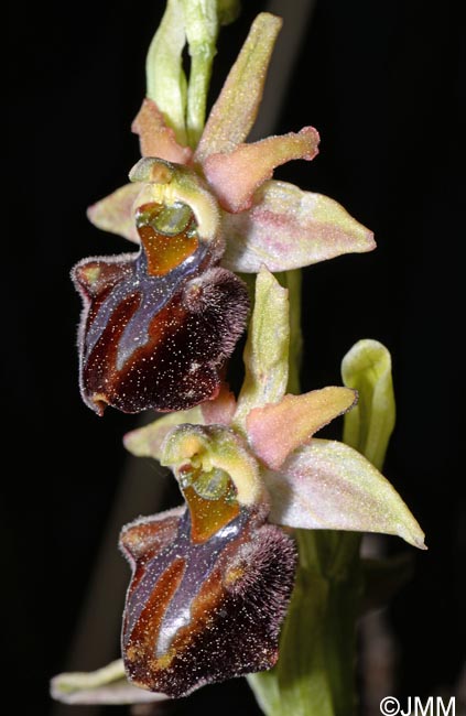 Ophrys montenegrina