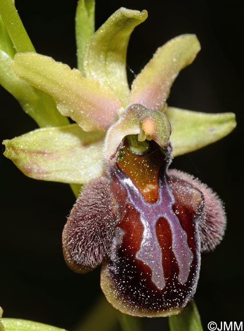 Ophrys montenegrina