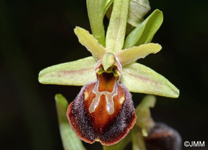 Ophrys montenegrina