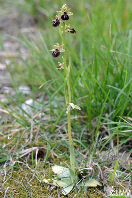 Ophrys montenegrina