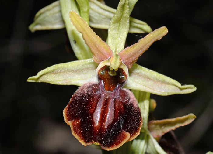 Ophrys montenegrina