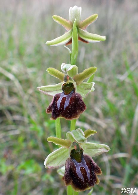 Ophrys montenegrina