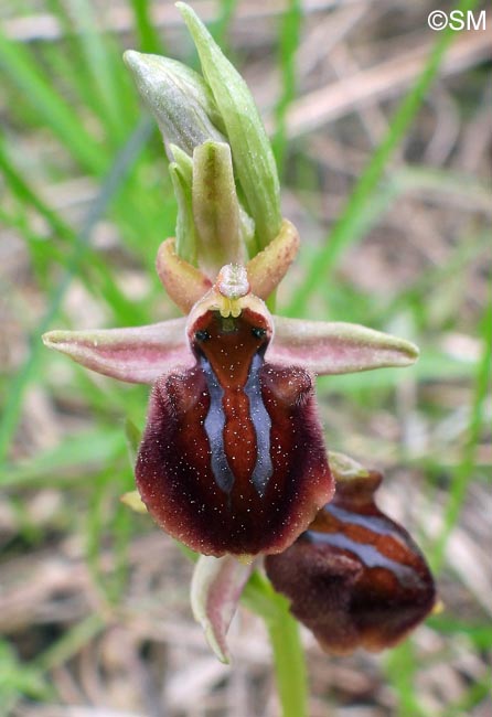 Ophrys montenegrina