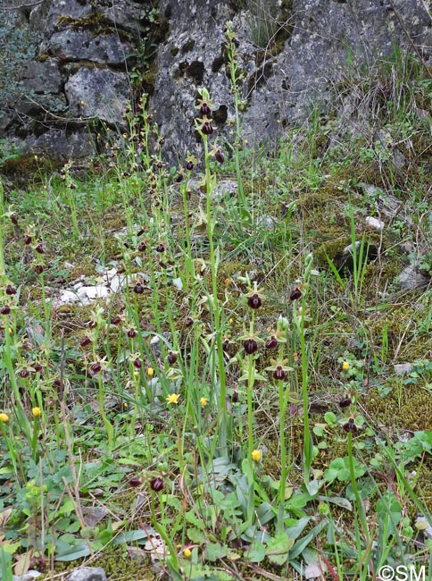 Ophrys montenegrina