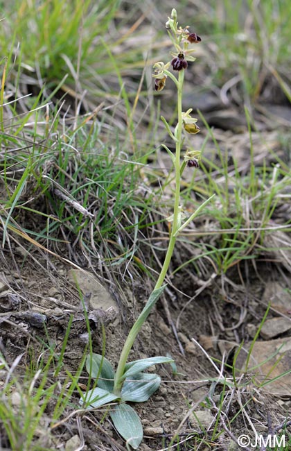 Ophrys montenegrina