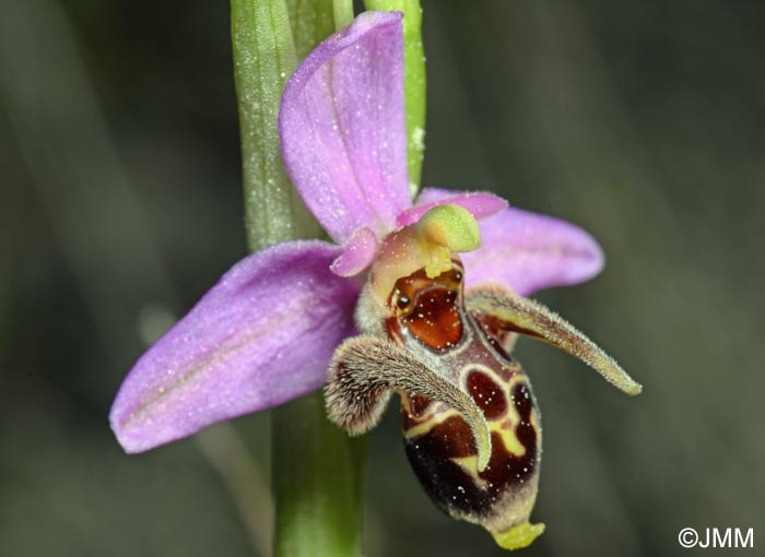 Ophrys rhodostephane