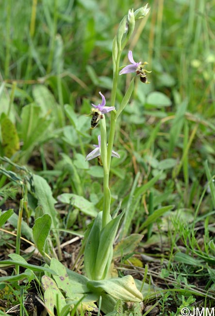 Ophrys rhodostephane