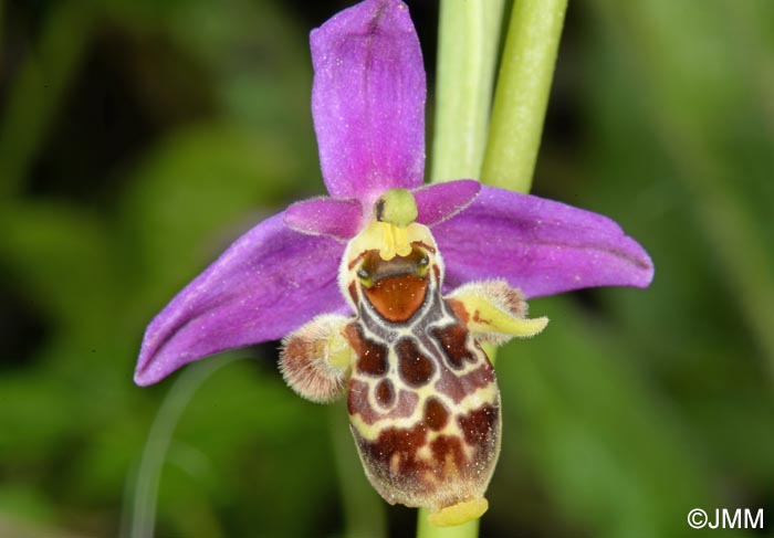 Ophrys rhodostephane