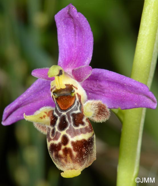 Ophrys rhodostephane