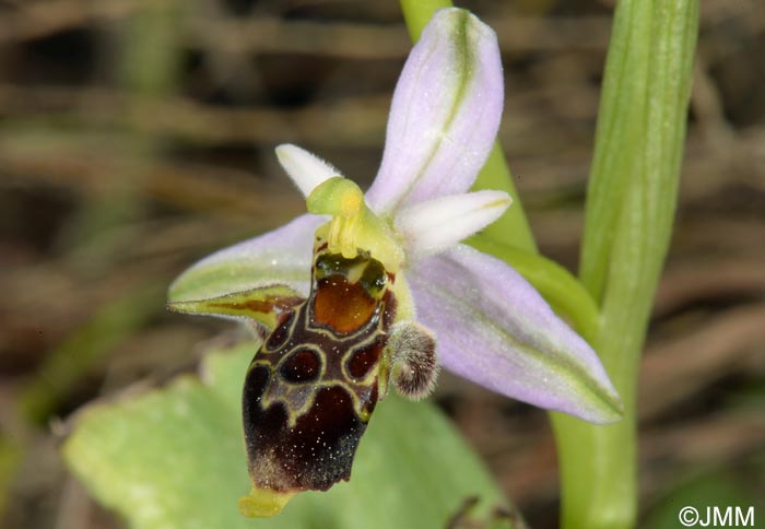 Ophrys rhodostephane