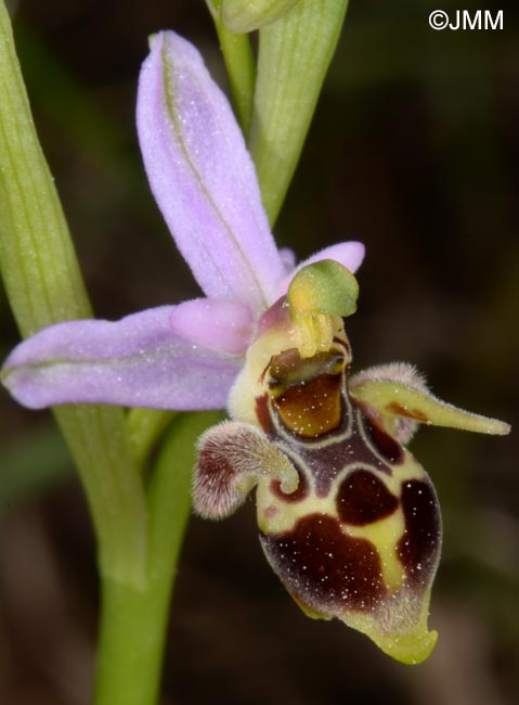 Ophrys rhodostephane