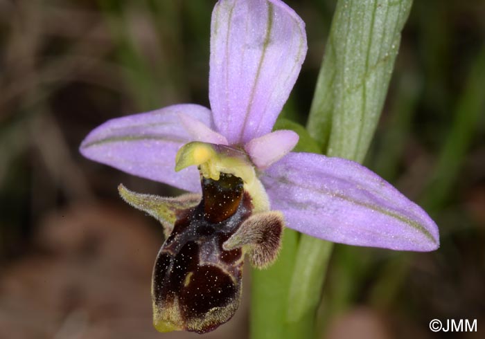 Ophrys rhodostephane