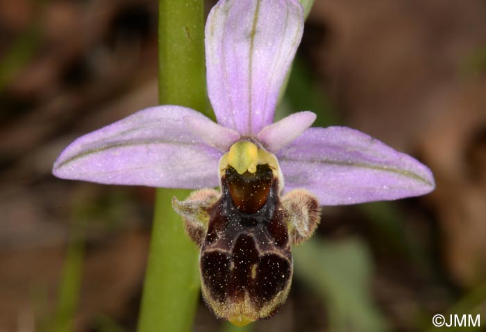 Ophrys rhodostephane