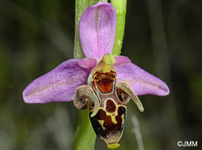 Ophrys rhodostephane