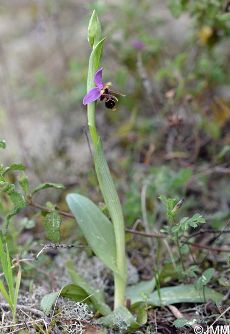 Ophrys rhodostephane