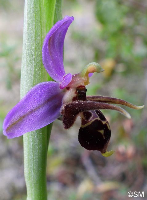 Ophrys rhodostephane