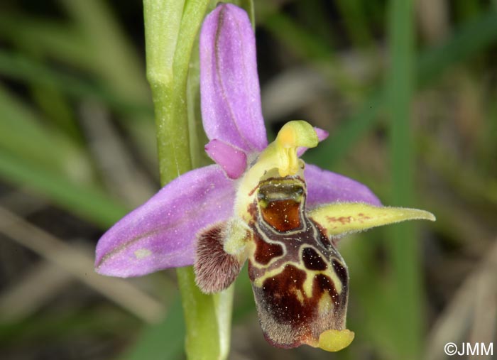 Ophrys rhodostephane