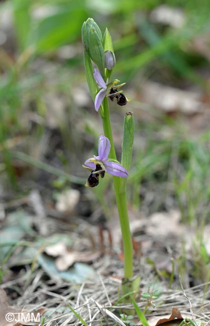 Ophrys rhodostephane