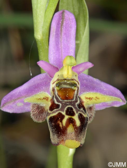 Ophrys rhodostephane