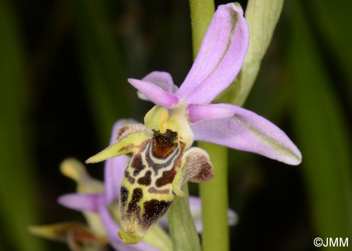 Ophrys rhodostephane