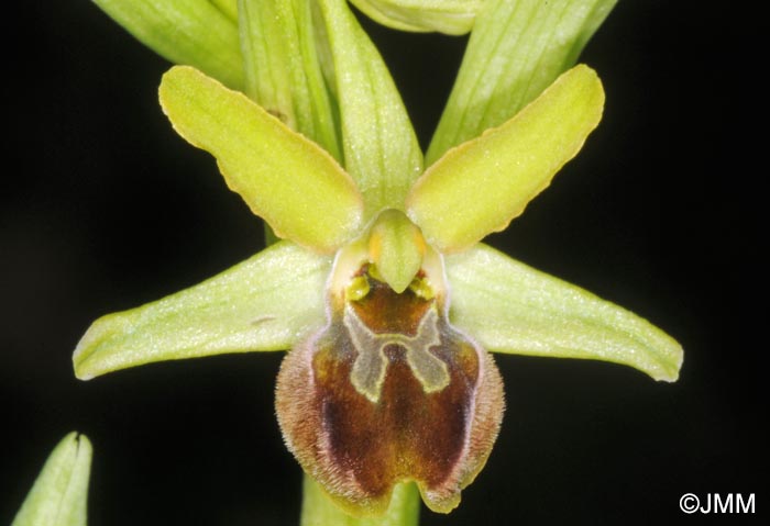 Ophrys tommasinii